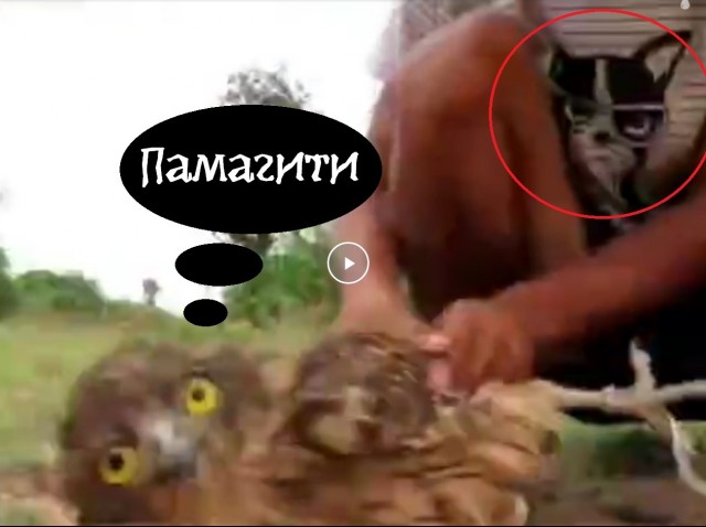 Как инженеры ловят сову!