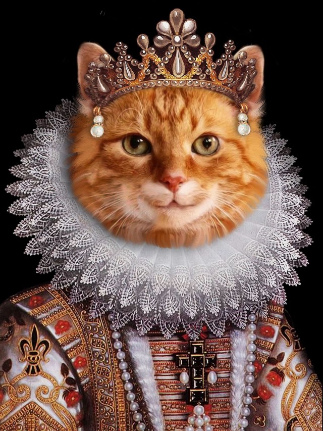 Рыцари коты