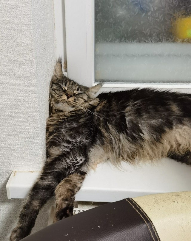 Мой котовторник