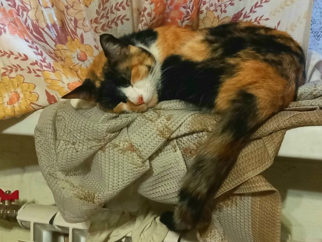 Оказывается, кошки зевают в присутствии нас — хозяев не просто так: 3 интересные причины
