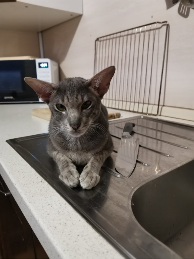 Котодракула