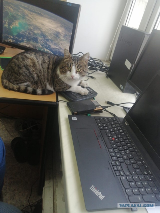 Коты-работяги
