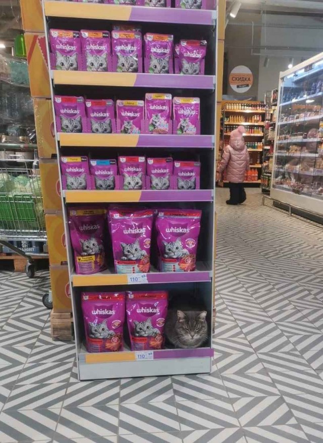 А вдруг возьмут