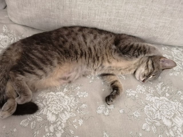 Котовторник