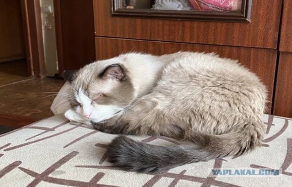 Долгожитель Дашун