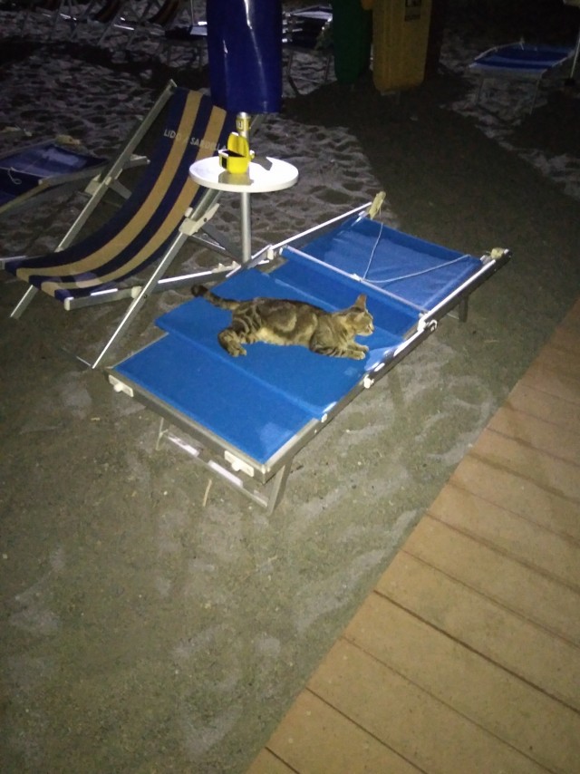 Начинаем котофторник?