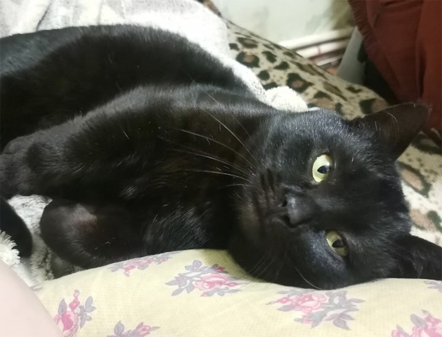 Кошак