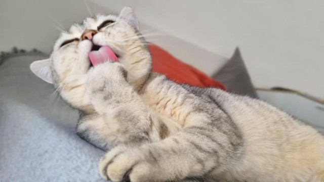 Каких людей кошки любят больше всего: 3 главные причины