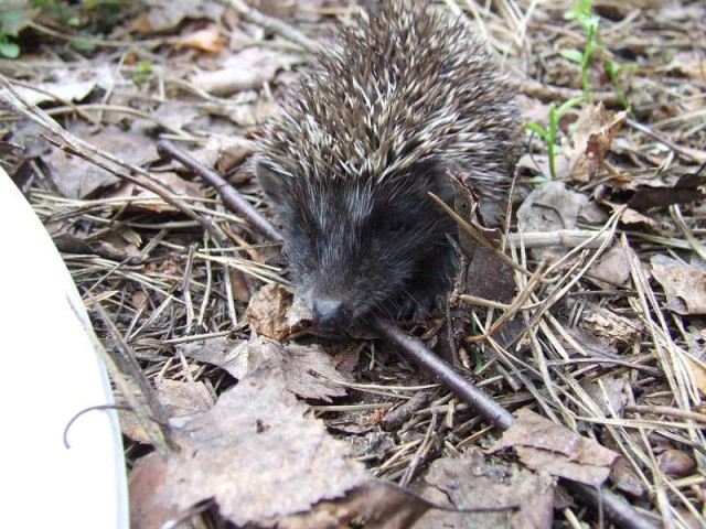 Йожиги! Позитива пост :)