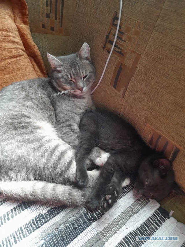 Котофей привел кента с улицы