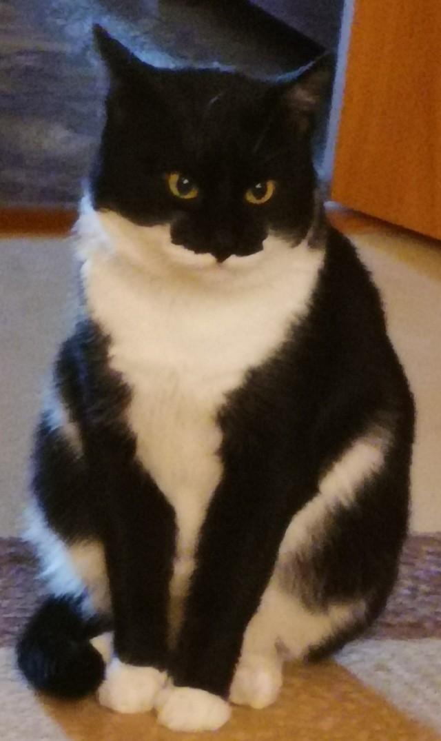 Котаны мои