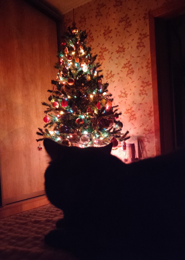 Новогодний кот