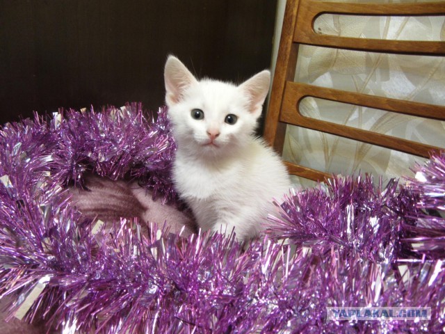 Котовторник  07.05.2013