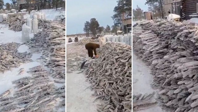 Зарыбление пруда