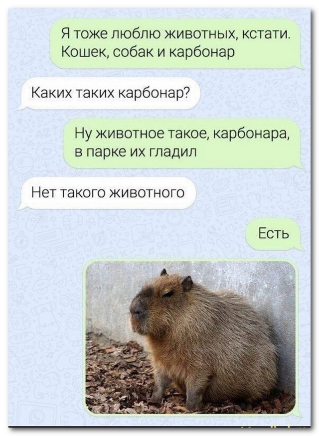 Капибары заполонили бразильский город Кампу-Гранди