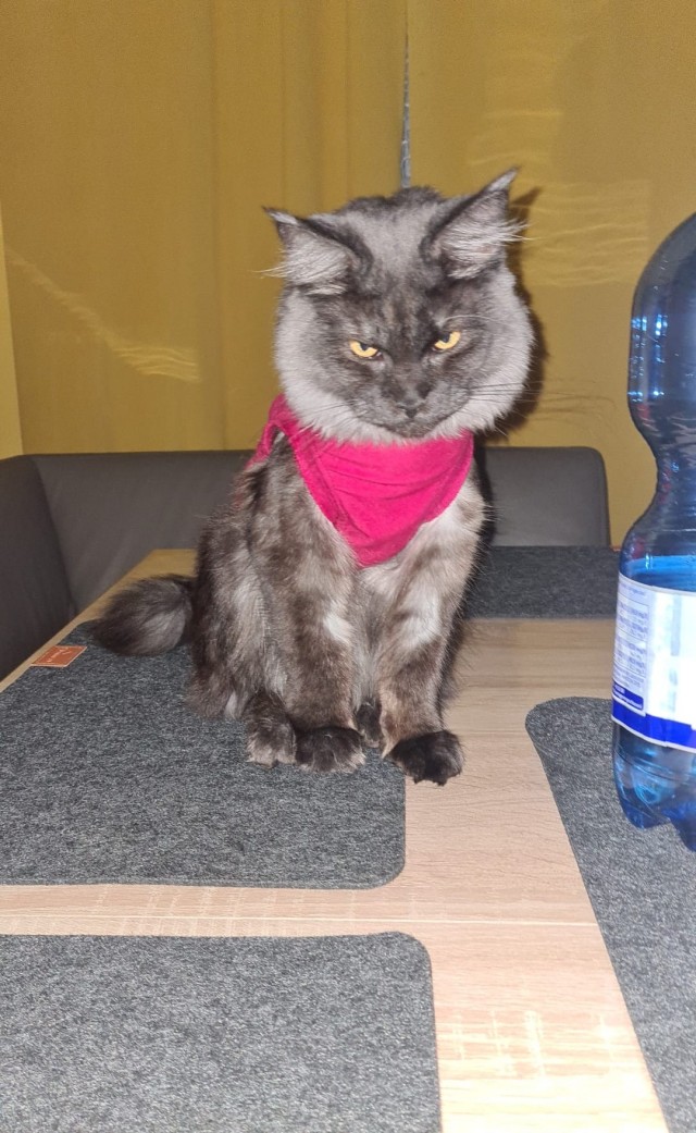 Кошка окатилась...
