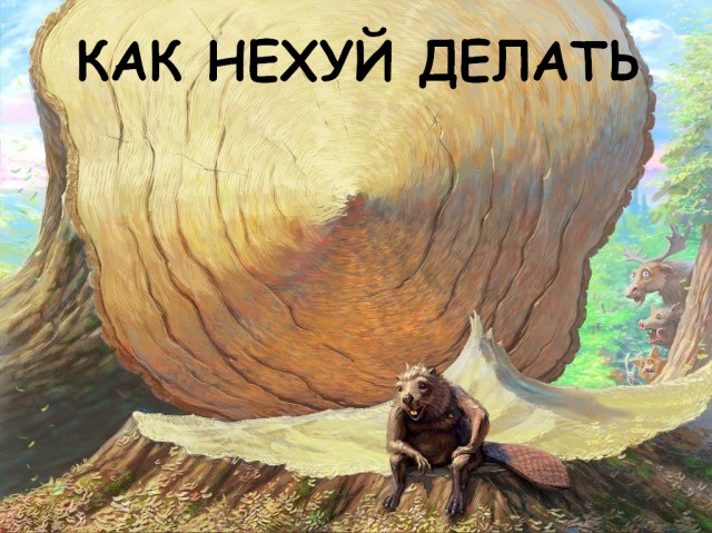 В Чехии бобры за два дня построили плотину, которую местные власти согласовывали семь лет
