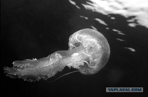 А если из-под воды убрать цвет?