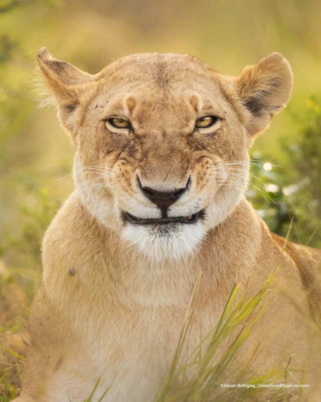 Самые смешные коты и кошки за всю историю комичного конкурса Comedy Wildlife Photography Awards