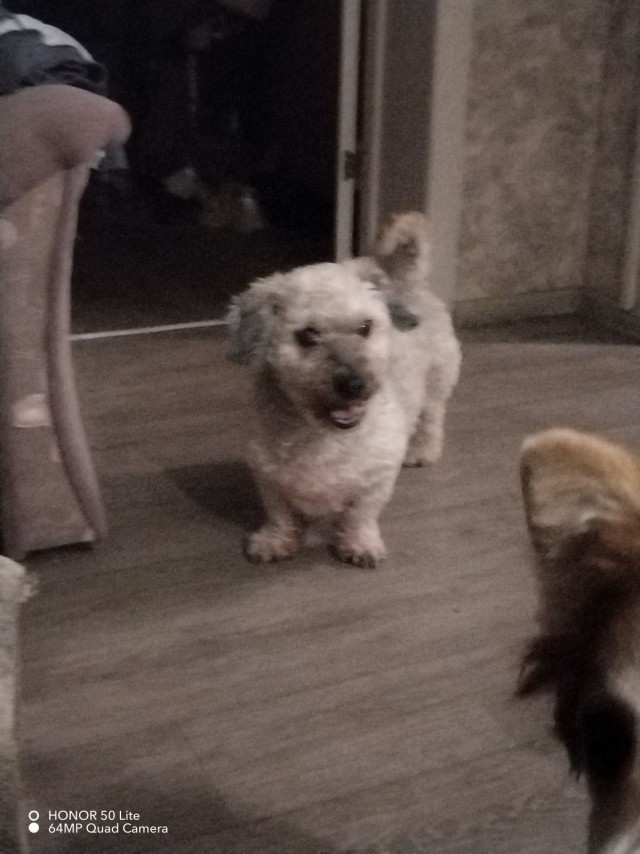 Собакочетверг!