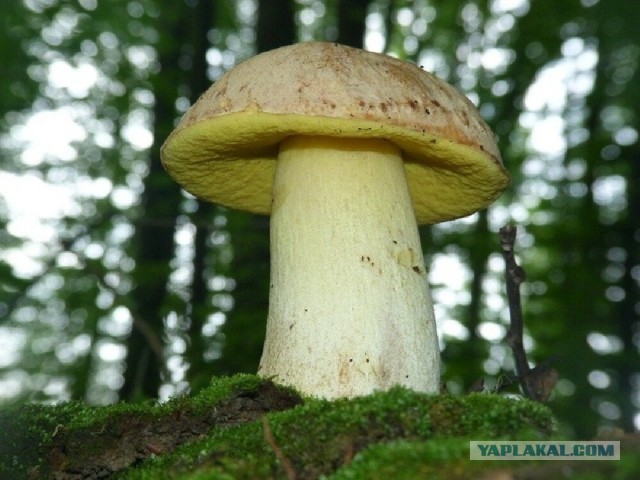 За грибы.
