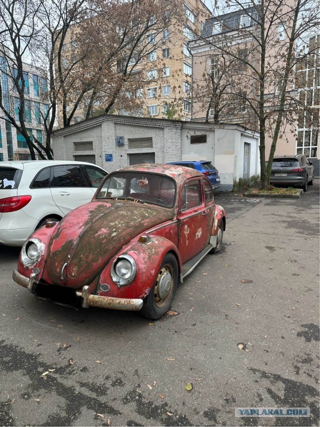 Увидел жука