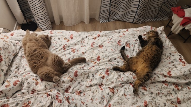 Нужен совет новому кошатнику!