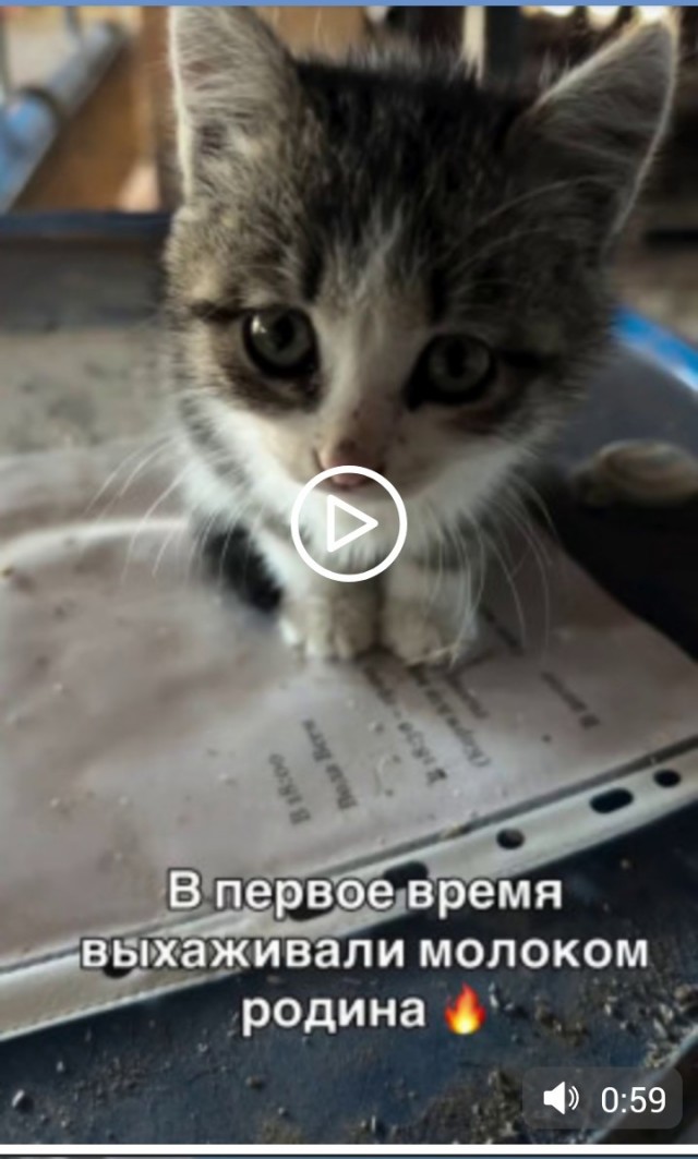 Миша не только смельчак - маленький котенок с большим сердцем, но и самый счастливый кот