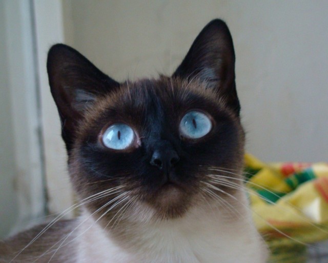 Снова наши коты