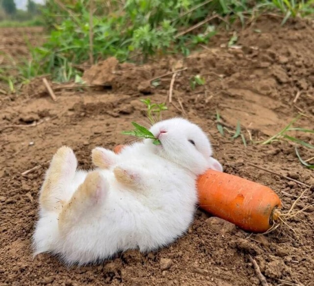 Веселые картинки в пятницу (24.04)