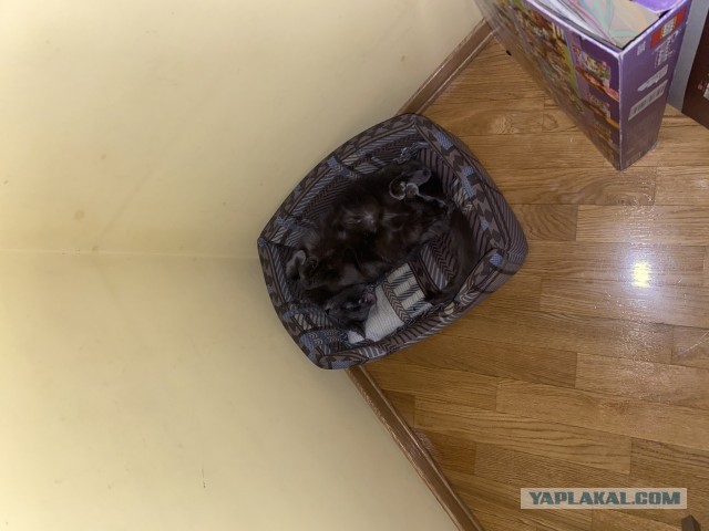 Кисятина состарилась