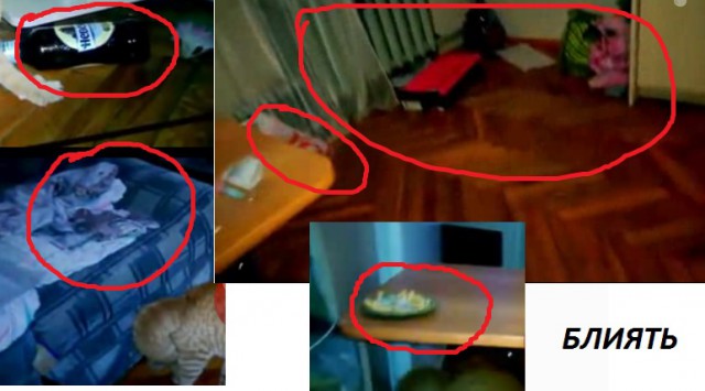 Напугали Кота Букетом