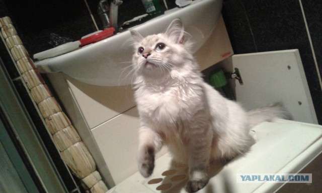 Котовторник  25.03.2014