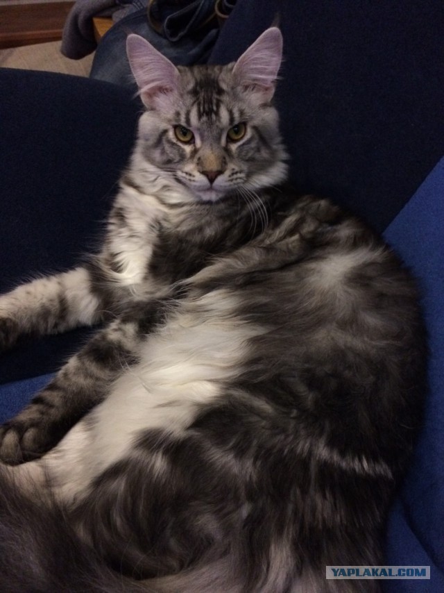Котобудильники.