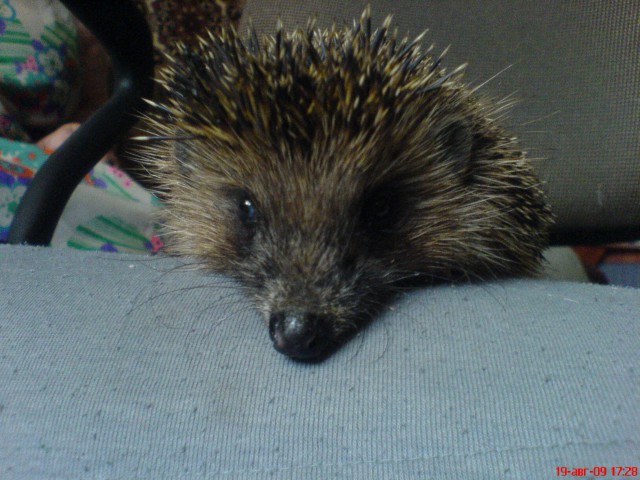 Первый Йожик 2014