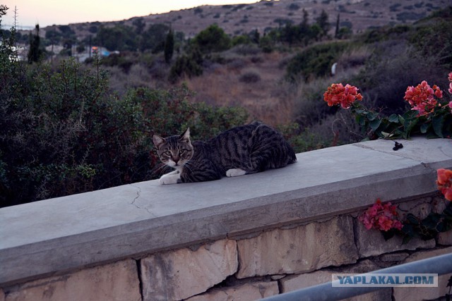 Котовторник 20.05.2014