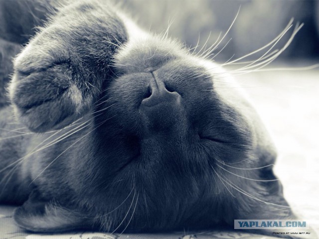 Плюсомет со шпалометом