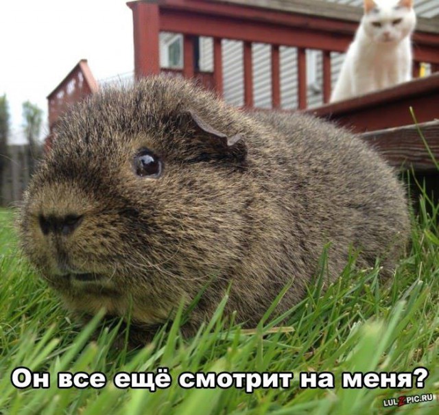 Животные в шоке
