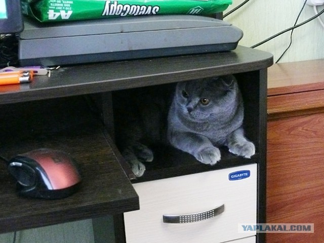 Котовторник.