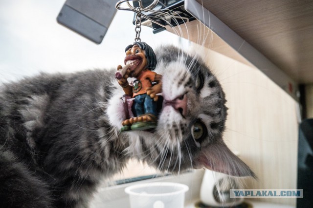 Котовторник 24.03.2015