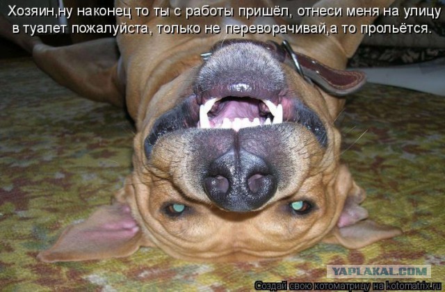 Немного братьев наших меньших! ЧЕТВЕРГ