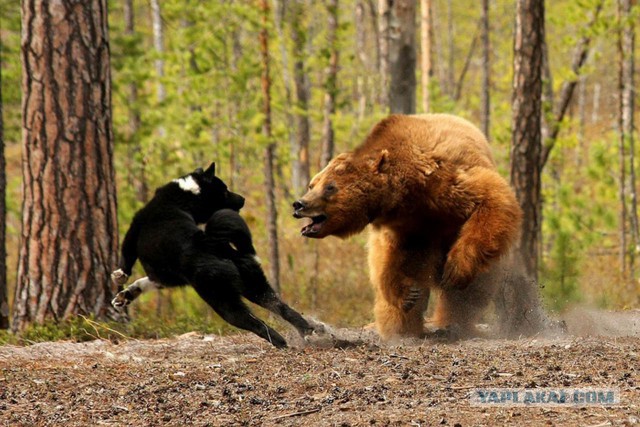 Что делать, если на вас напал медведь