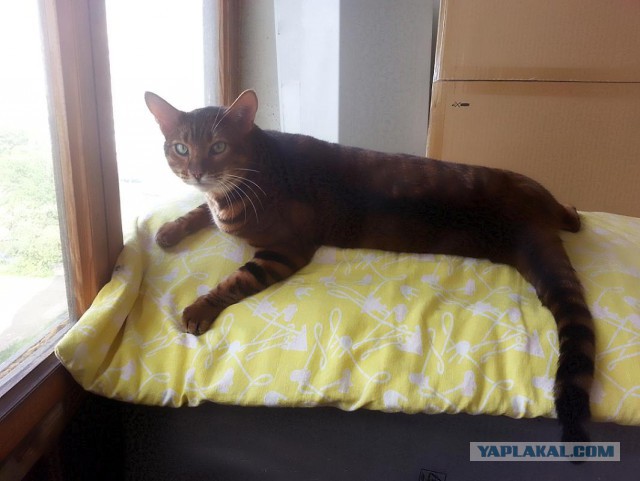 Котовторник 16.06.2015., Котовторник наступил!