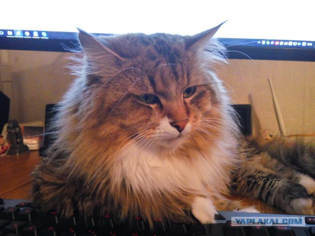 Котовторник 15.12.2015