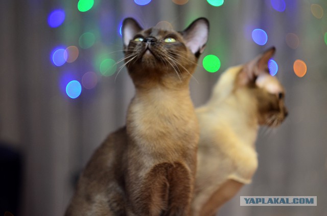 Котооо-о-о-вторник