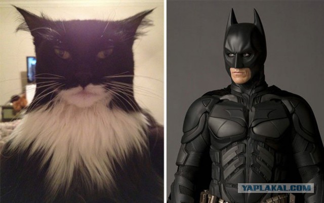 Знаменитости и их  двойники из мира животных