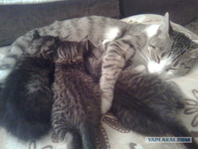 Котовторник 16.02.16