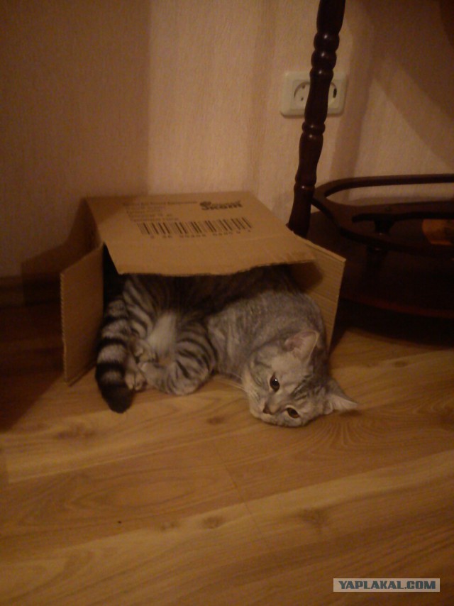 Котовторник 23.02.2016