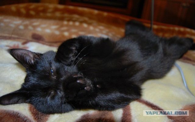 Котовторник  01.03.2016
