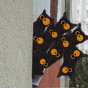 Коты, кошки, котята